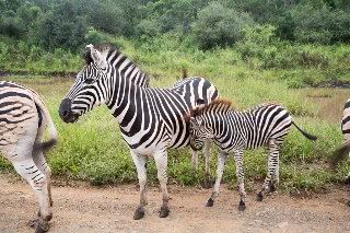 「サバンナシマウマ(Plains zebra)」のサムネイル画像