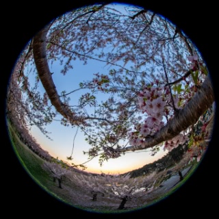 「ソメイヨシノ(染井吉野)」のサムネイル画像