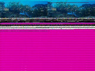 「スカシテンジクダイ」のサムネイル画像