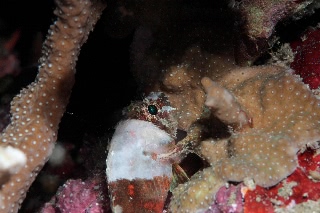 「ヒメサンゴカサゴ」のサムネイル画像