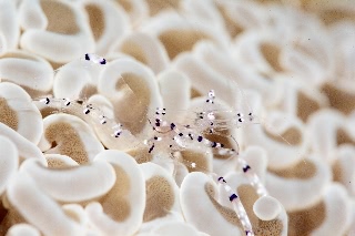 「ニセアカホシカクレエビ」のサムネイル画像