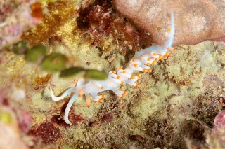 「ウミウシの仲間」のサムネイル画像