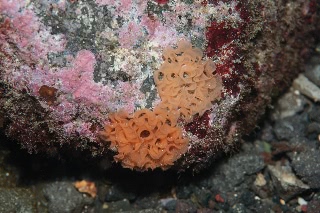 「ウミウシの仲間」のサムネイル画像