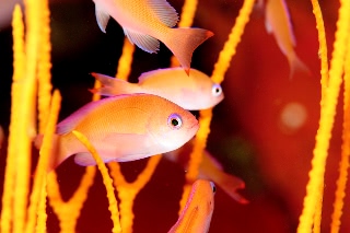 「ハタの仲間」のサムネイル画像