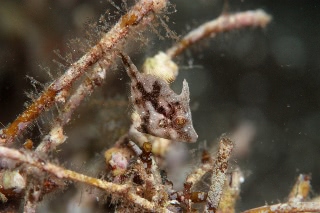 「カワハギ」のサムネイル画像