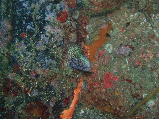 「ウツボ」のサムネイル画像