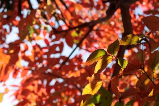 「ハゼノキ(黄櫨の木,櫨の木)」のサムネイル画像