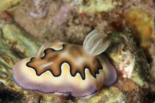 「シラナミイロウミウシ」のサムネイル画像