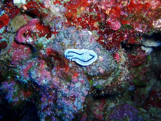 「ミゾレウミウシ」のサムネイル画像