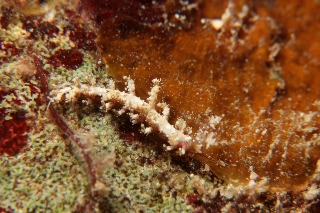 「ウミウシの仲間」のサムネイル画像