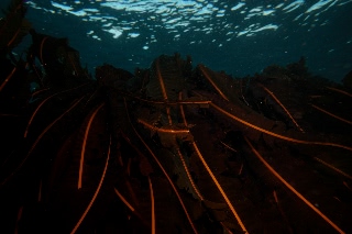 「マコンブ」のサムネイル画像