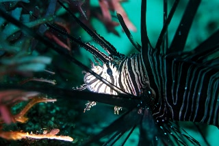 「ハナミノカサゴ」のサムネイル画像