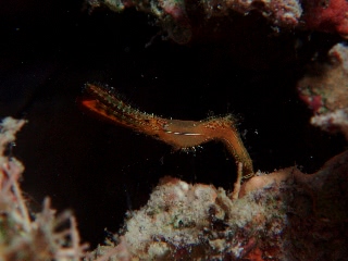 「コガラシエビ(Plumed shrimp)」のサムネイル画像
