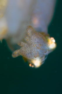 「ヒメイカ」のサムネイル画像