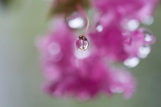 「植物の仲間」のサムネイル画像
