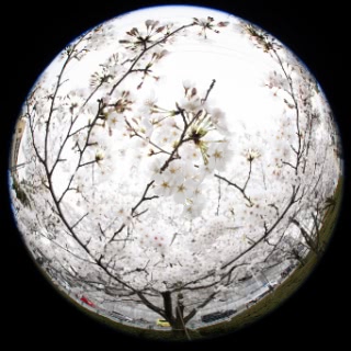 「ソメイヨシノ(染井吉野)」のサムネイル画像