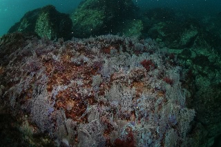 「無題」のサムネイル画像