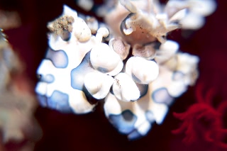 「フリソデエビ(Harlequin shrimp)」のサムネイル画像