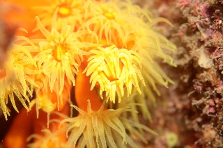 「サンゴの仲間」のサムネイル画像