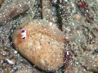 「ホンカクレエビ属の一種」のサムネイル画像