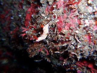 「クチナシイロウミウシ」のサムネイル画像