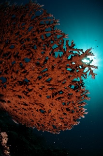 「無題」のサムネイル画像