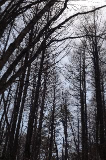 「無題」のサムネイル画像