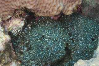 「無題」のサムネイル画像