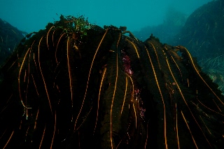 「マコンブ」のサムネイル画像