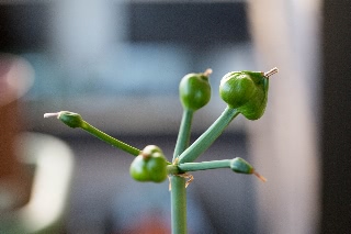 「オーレア(ショウキズイセン)」のサムネイル画像