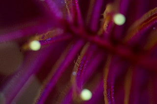 「ウミシダの仲間(sea feather)」のサムネイル画像