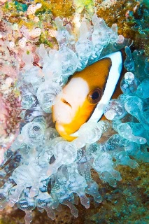 「クマノミ(Anemonefish)」のサムネイル画像