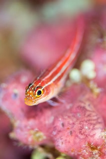「タテジマヘビギンポ(Tropical striped triplefin)」のサムネイル画像
