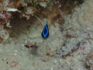 「スズメダイの仲間」のサムネイル画像