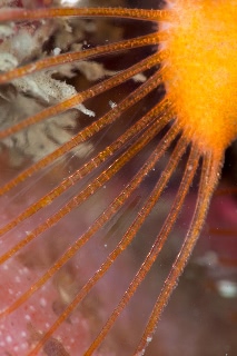 「クチバシカジカ(Grunt Sculpin)」のサムネイル画像