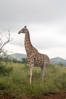 「キリン」のサムネイル画像