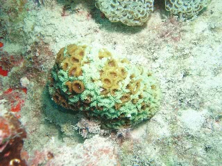 「サンゴの仲間」のサムネイル画像