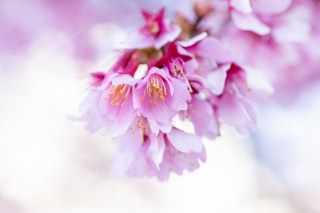 「オカメザクラ」のサムネイル画像