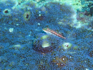 「イソハゼの仲間」のサムネイル画像