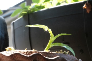 「サギソウ(鷺草)」のサムネイル画像