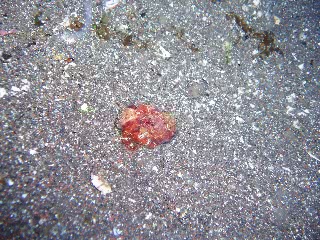 「タコの仲間」のサムネイル画像