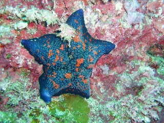 「イトマキヒトデ」のサムネイル画像