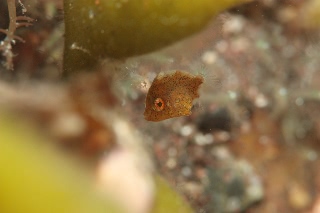 「カワハギ」のサムネイル画像