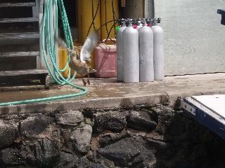 「飛翔」のサムネイル画像