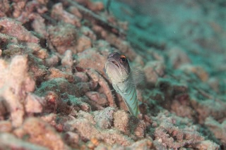 「ゴールドスペックジョーフィッシュ(gold-specs jawfish)」のサムネイル画像