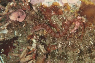 「無題」のサムネイル画像