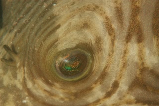 「スジモヨウフグ 」のサムネイル画像