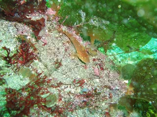 「アナハゼ」のサムネイル画像