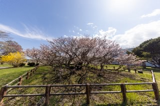 「チシマザクラ(千島桜)」のサムネイル画像