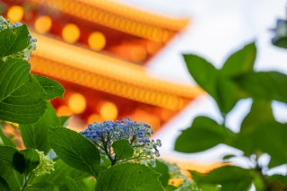 「ガクアジサイ(額紫陽花)」のサムネイル画像